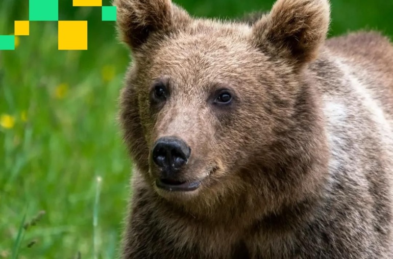 Michael Saylor's MSTR Holds Onto Premium Amid Waning Sentiment. Can Others Do the Same?